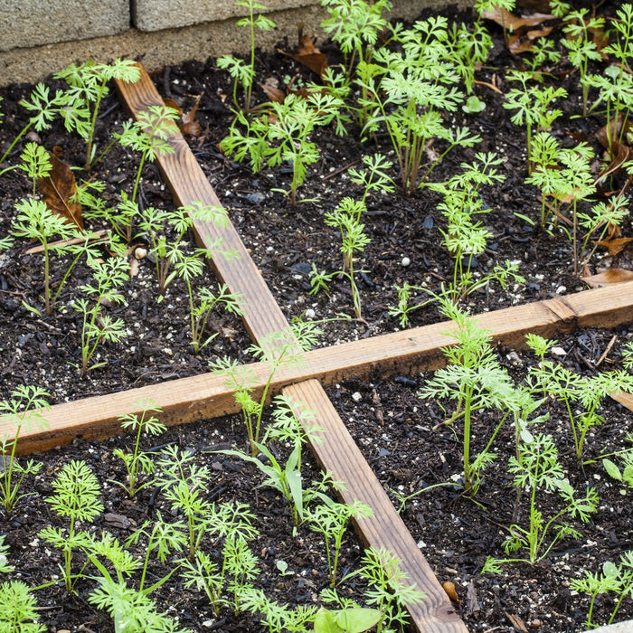 تعلم-كيفية-تخطيط-رقعة-خضروات جعفر شوب