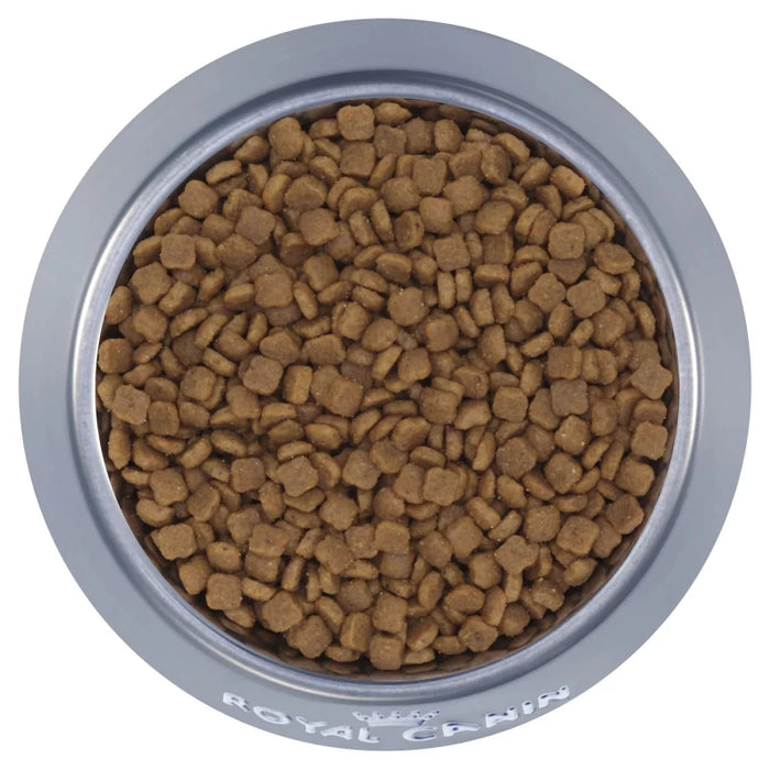 طعام جاف للقطط الصغيرة والأمهات لدعم المناعة والهضم، 10 كجم من Royal Canin