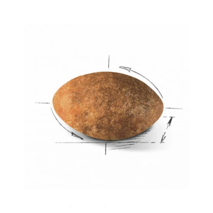 طعام جاف للقطط الفارسية البالغة لدعم صحة الجلد والفرو، 10 كجم من Royal Canin