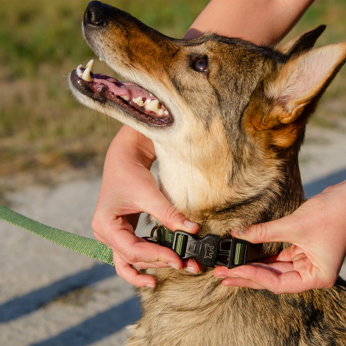 طوق نايلون أحمر CLUB C20/56 للكلاب من Ferplast