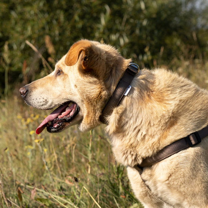 طوق نايلون أسود ببطانة مريحة DAYTONA C40/63 للكلاب من Ferplast