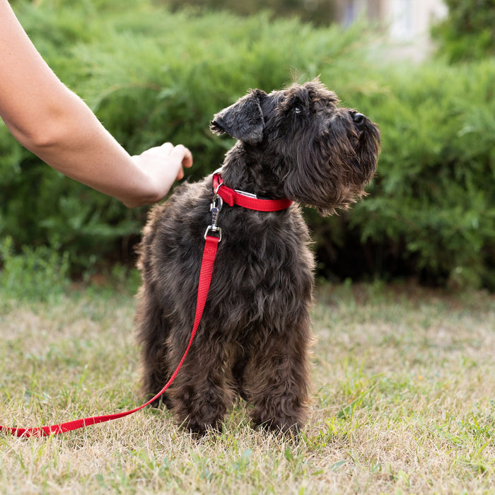 طوق نايلون أحمر ببطانة ناعمة DAYTONA C40/63 للكلاب من Ferplast