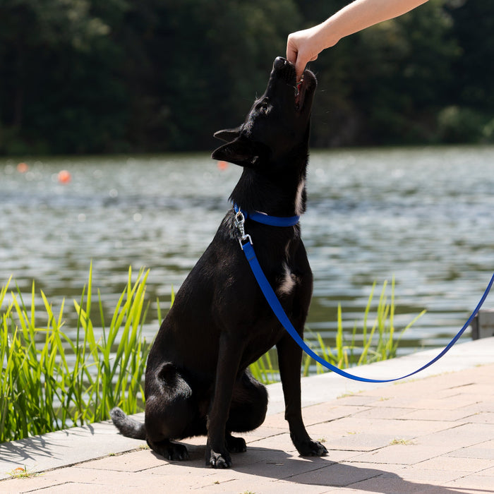 طوق نايلون أزرق ببطانة ناعمة مقاس 27-69 سم للكلاب من Ferplast