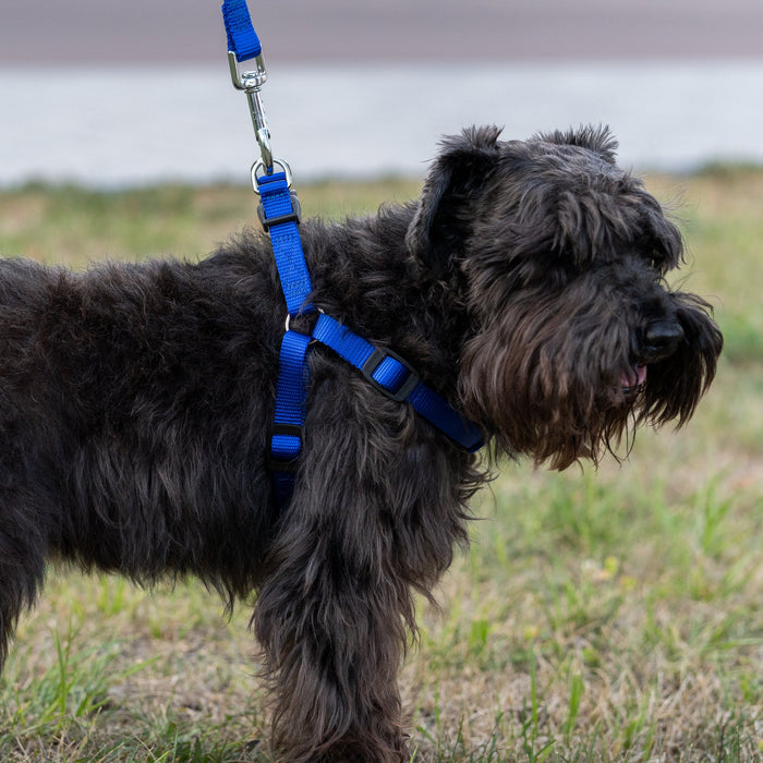 حزام نايلون أزرق بحشوة ناعمة مقاس MED للكلاب من Ferplast