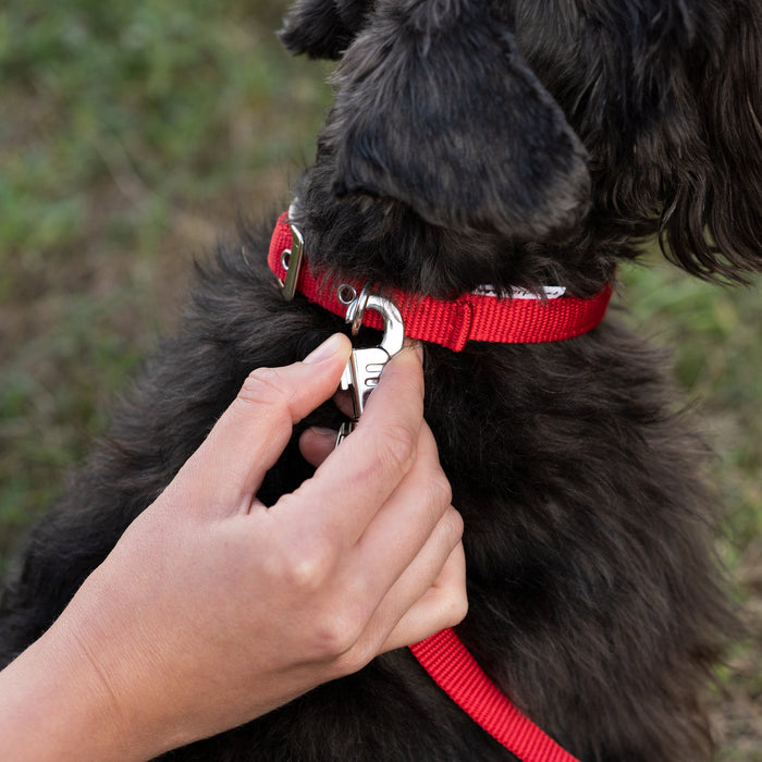 طوق نايلون أحمر DAYTONA C30/55 للكلاب من Ferplast