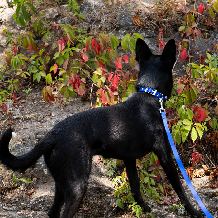 طوق نايلون أزرق مبطن DAYTONA C15/35 للكلاب من Ferplast