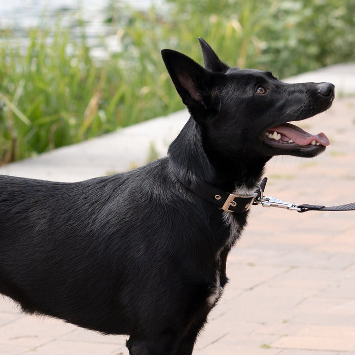 طوق نايلون أسود ببطانة ناعمة DAYTONA C20/43 للكلاب من Ferplast