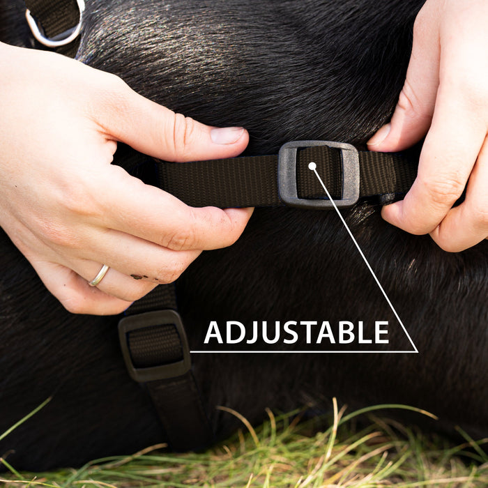 حزام نايلون أسود مبطن مقاس SM للكلاب من Ferplast