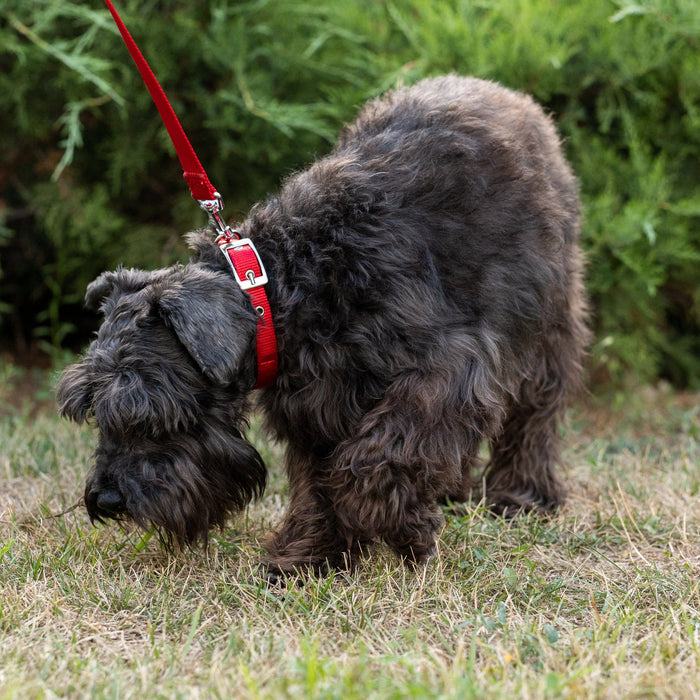 طوق نايلون أحمر ببطانة ناعمة DAYTONA C25/45 للكلاب من Ferplast