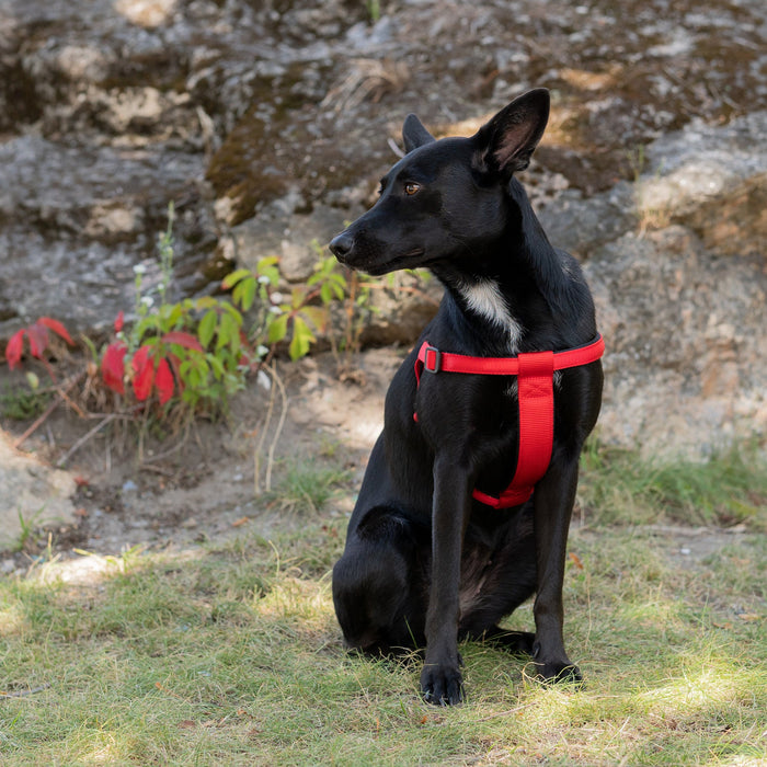 حزام نايلون أحمر مبطن مقاس MED للكلاب من Ferplast