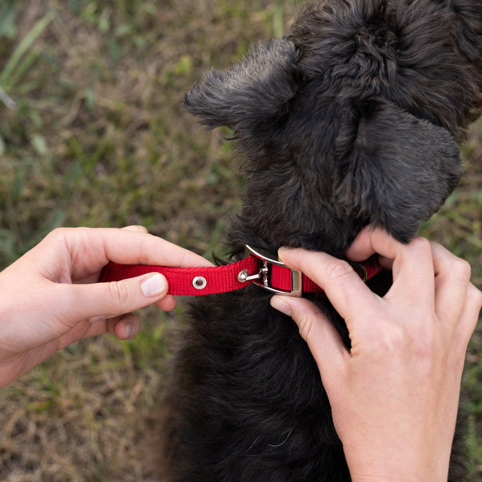 طوق نايلون أحمر DAYTONA C30/55 للكلاب من Ferplast