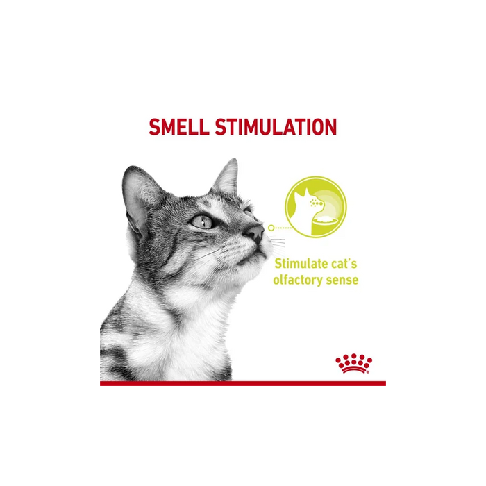 طعام رطب للقطط لتحفيز حاسة الشم، 12×85غ من ROYAL