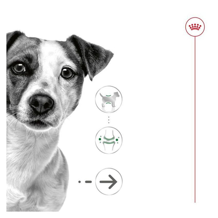 ROYAL LOVE Wet Food for Small and Senior Dogs, 195g