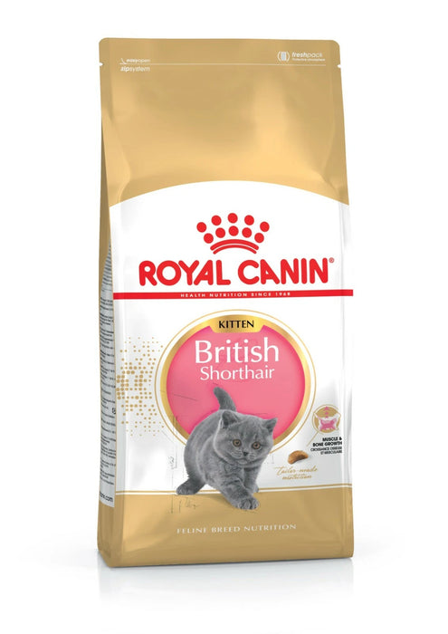 طعام جاف لهريرات سلالة بريتش شورتهير لدعم صحة العظام والغضاريف، 400 غ من Royal Canin