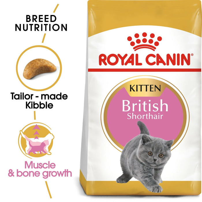 طعام جاف لهريرات سلالة بريتش شورتهير لدعم صحة العظام والغضاريف، 400 غ من Royal Canin